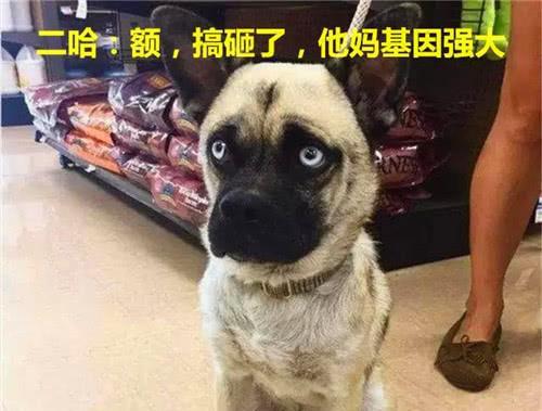 巴哥赤犬爆料了吗视频播放,揭秘幕后的惊人真相  第2张